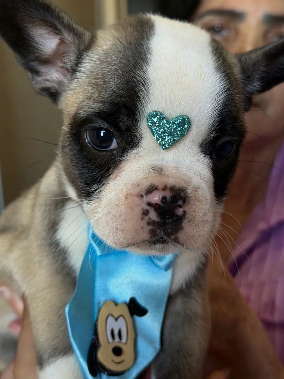 Buldogue francês macho microchipado 