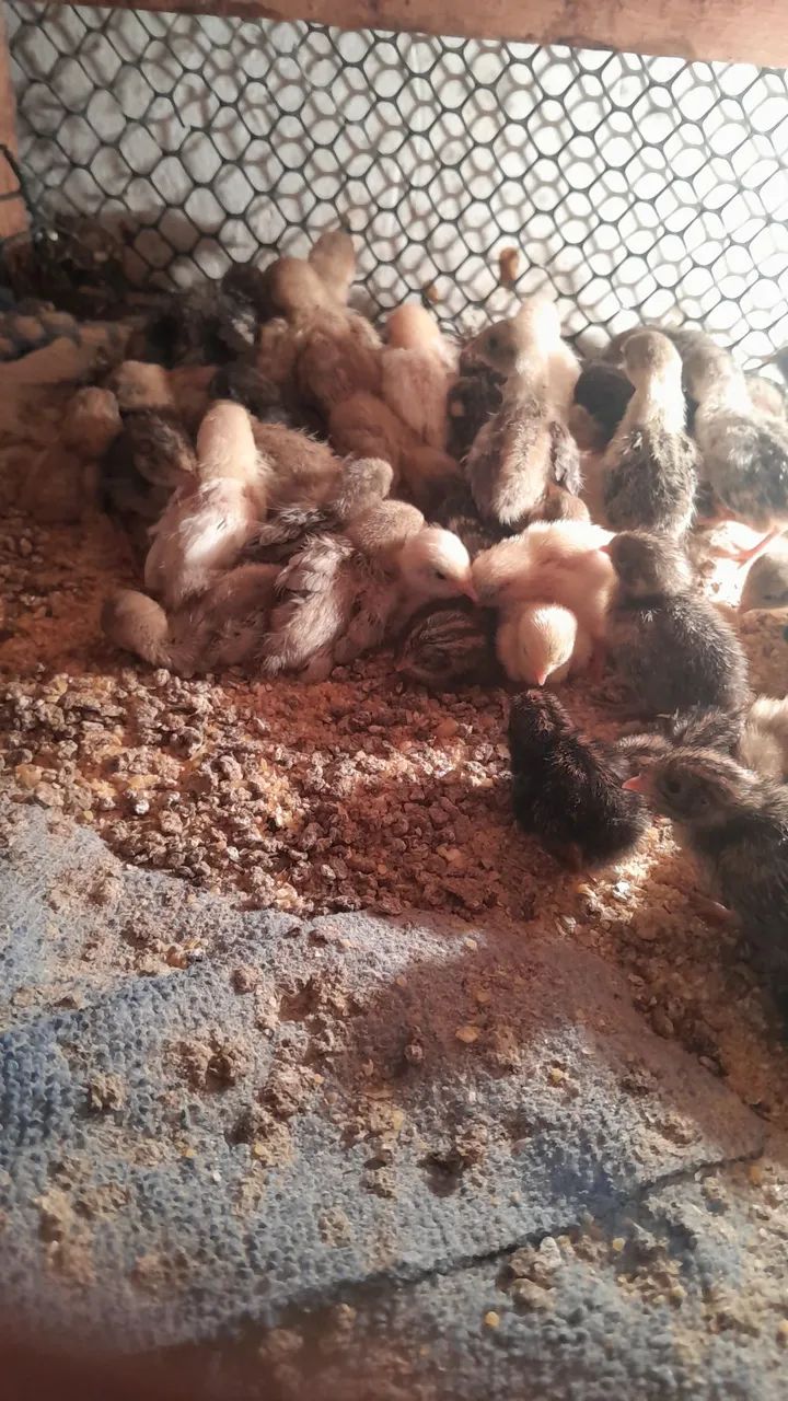 Codorna chinesa  - Foto 2
