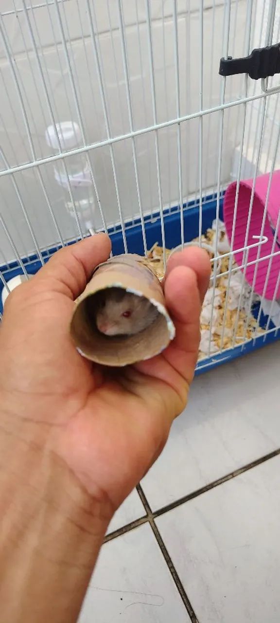 Hamster russo anão  - Foto 3
