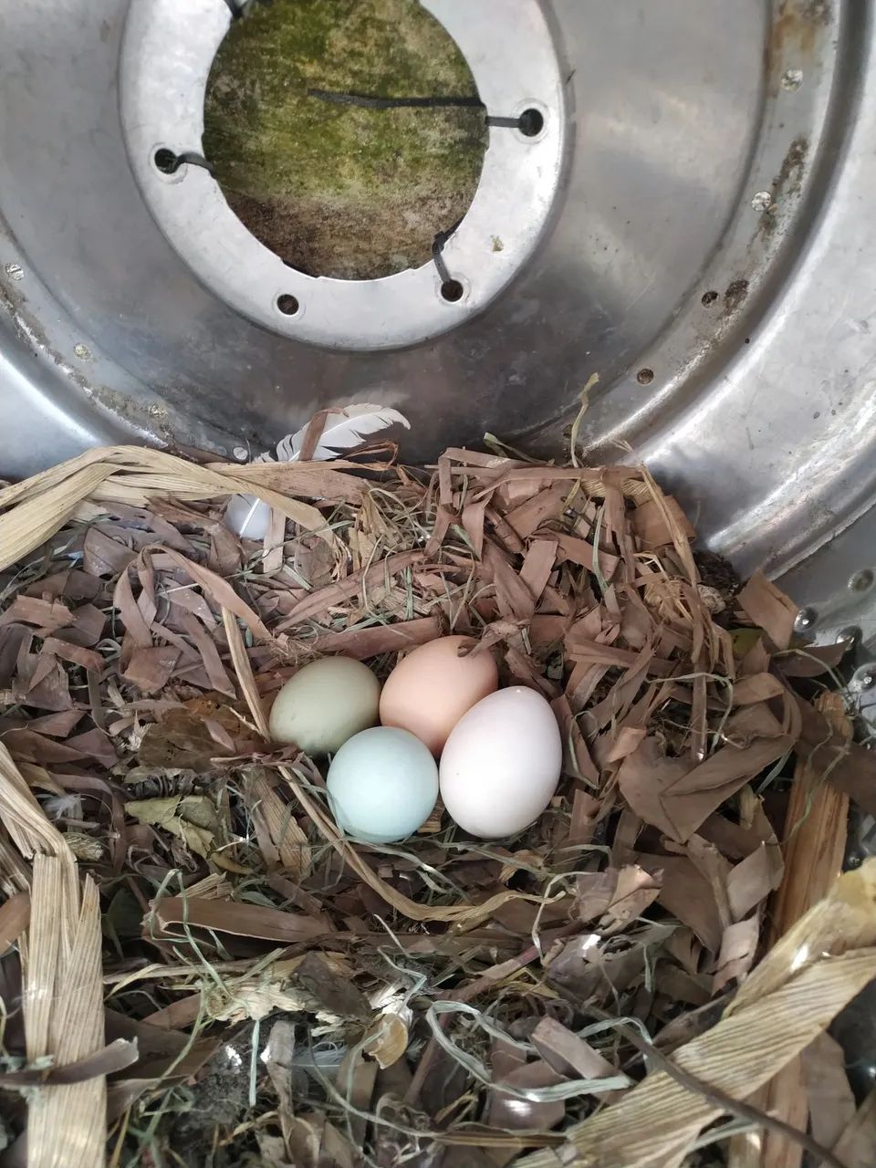 Ovos férteis de galinha GLC, legorne americana e pesadão vermelho e Embrapa 051