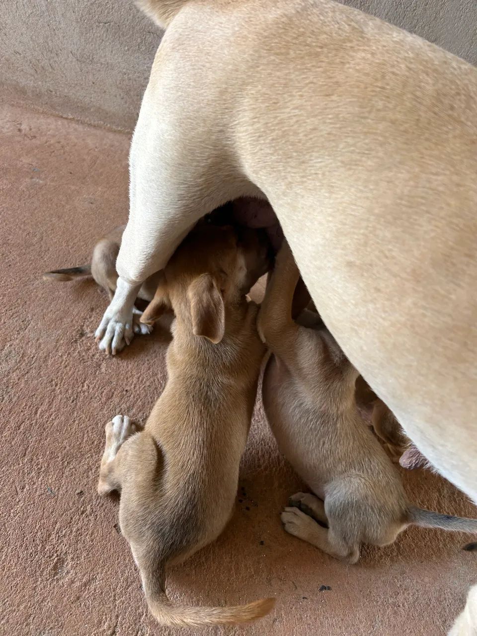 Doação de cachorro - Foto 3