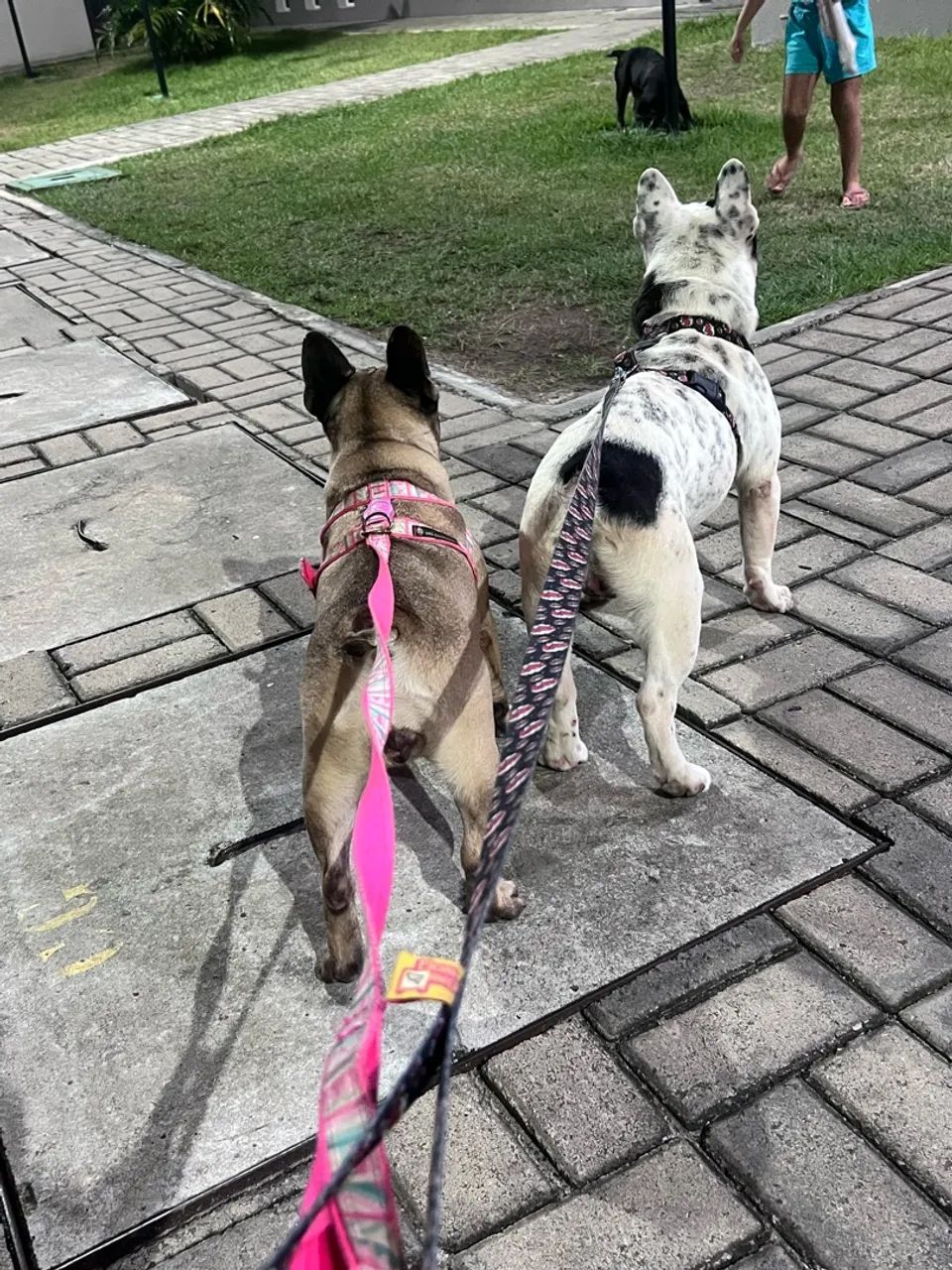 Buldogue francês macho 1 ano e 6 meses - Foto 4