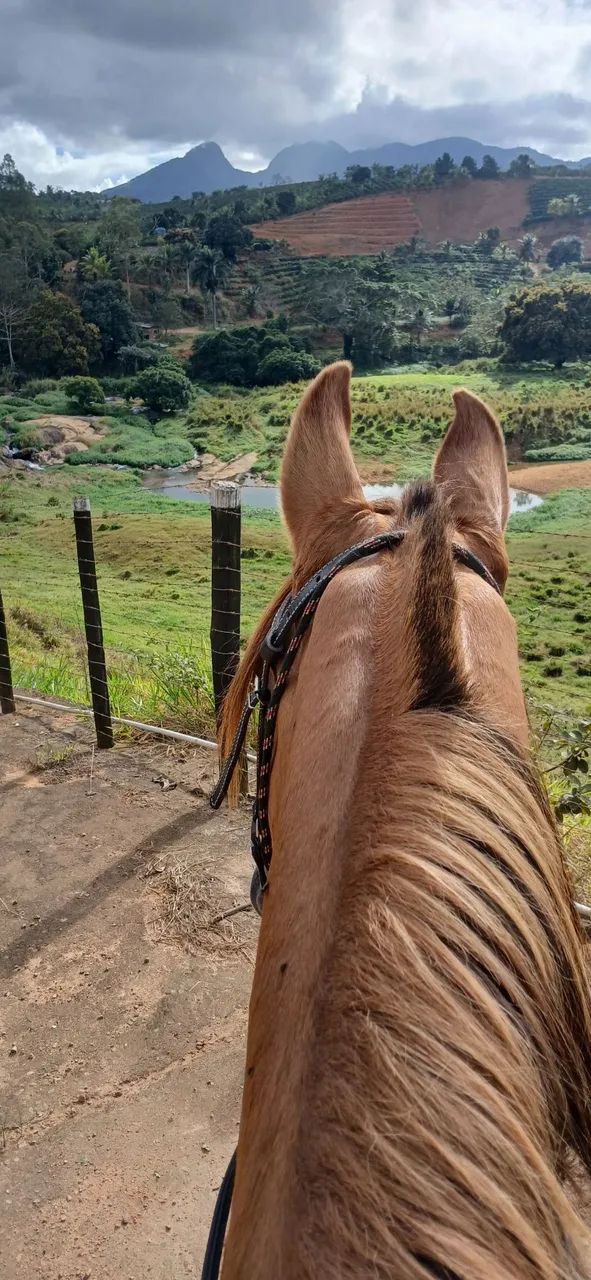 Vendo cavalo campolino puro - Foto 3