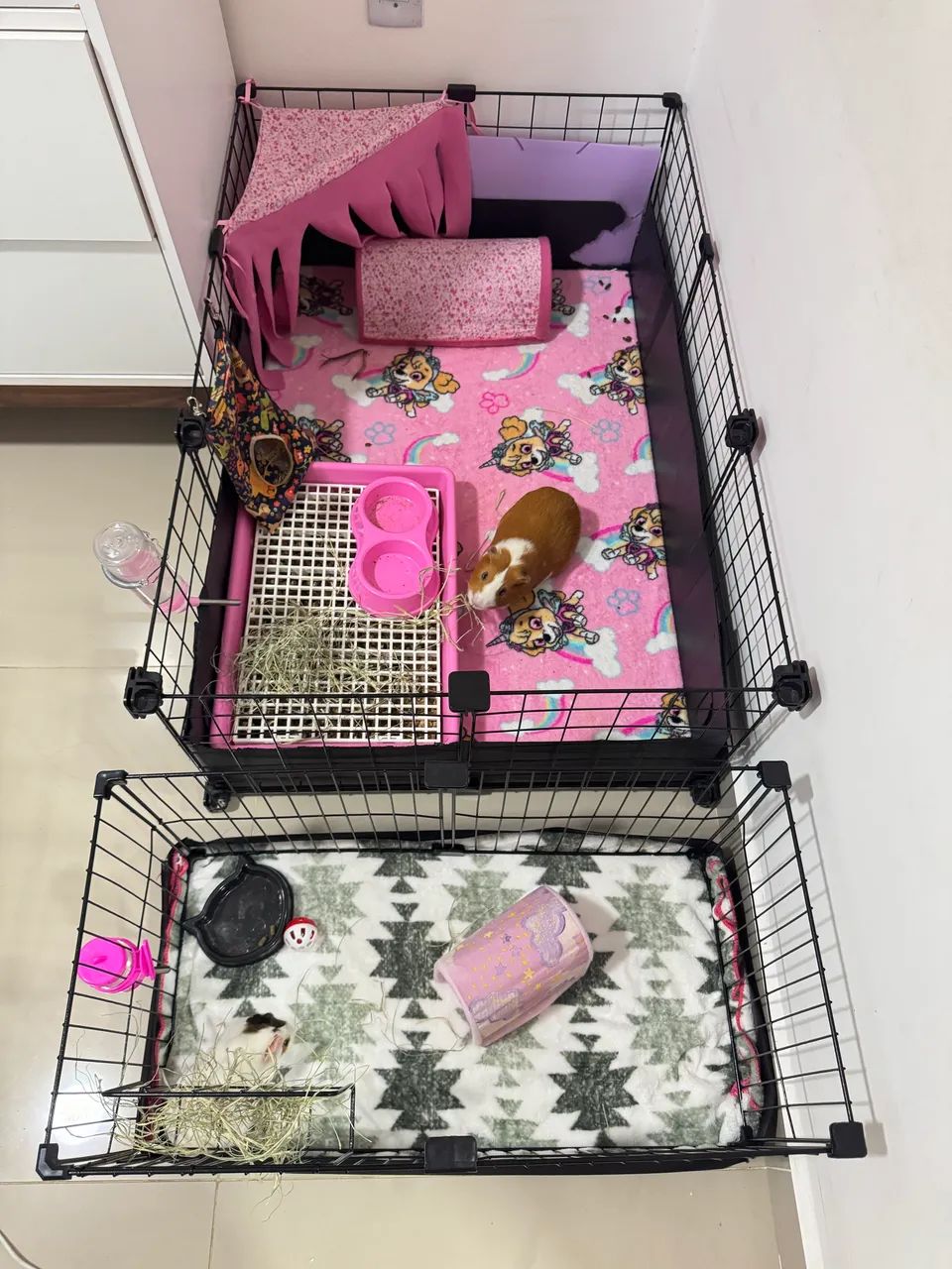 Cercado com porquinho da índia 