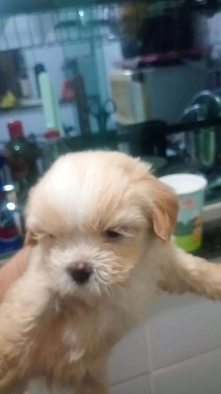 Cachorro ?  - Foto 3
