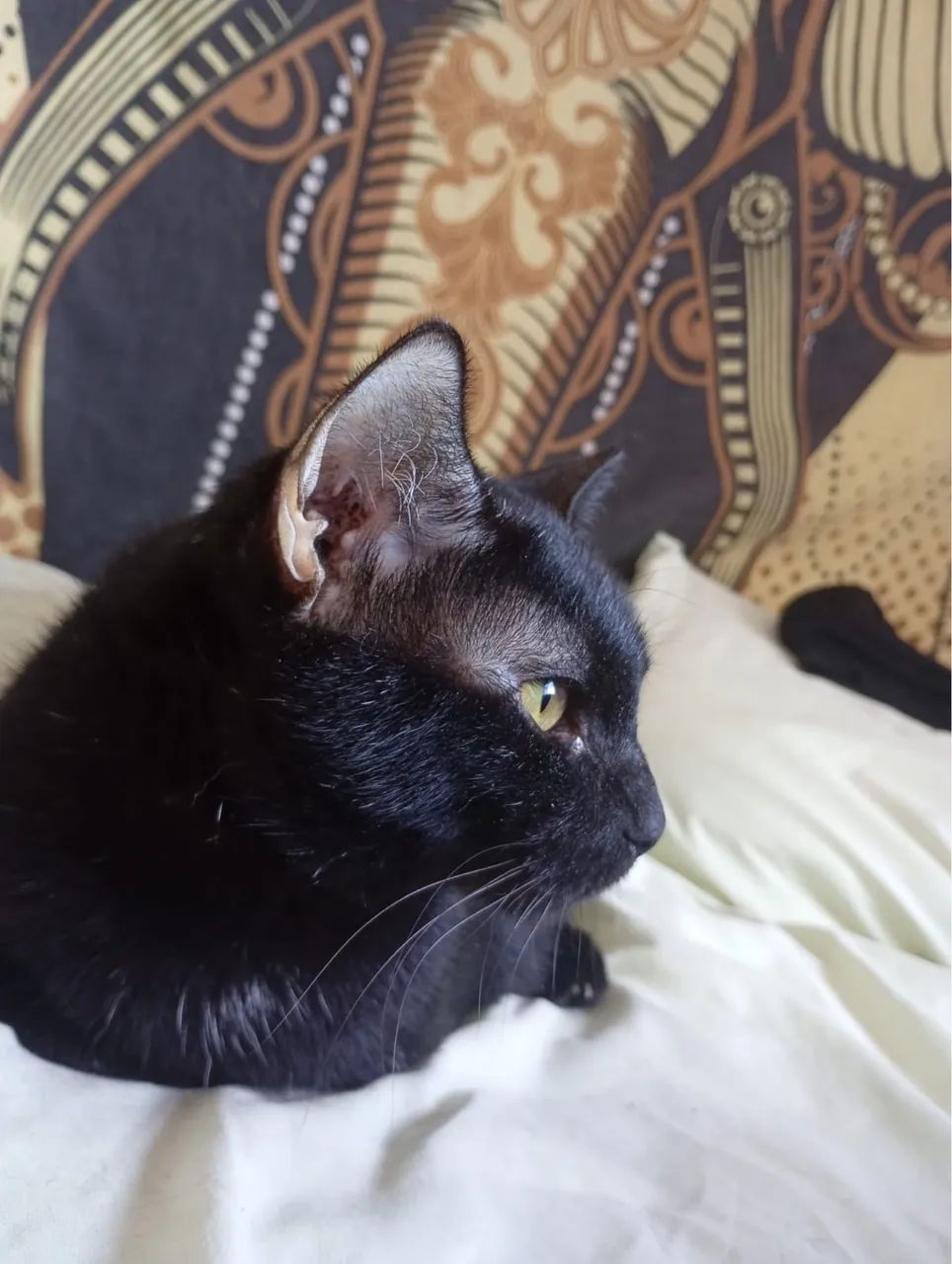 Gato Preto para Doação