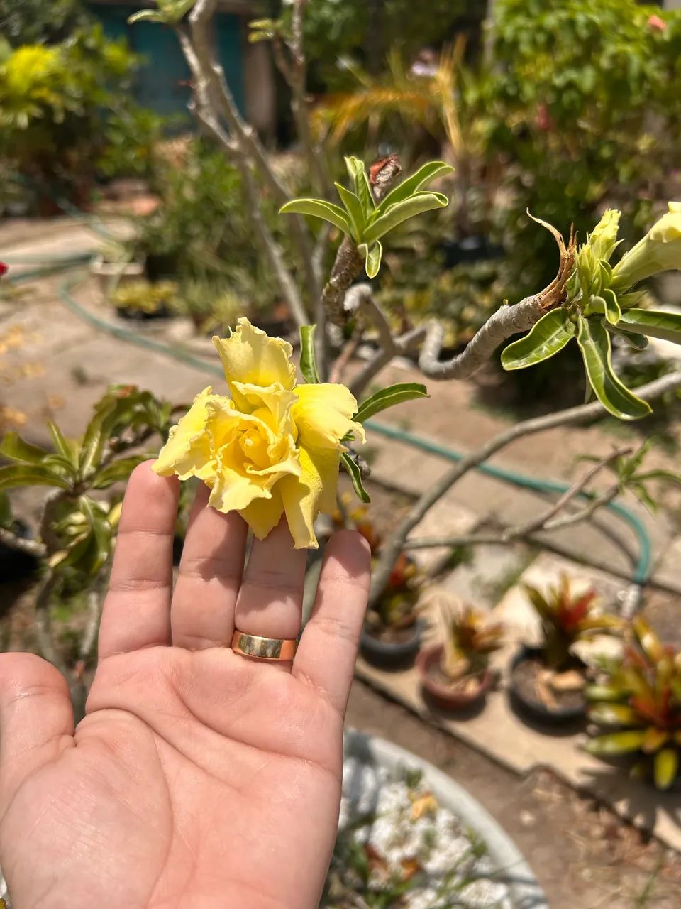 Rosa do deserto  - Foto 2