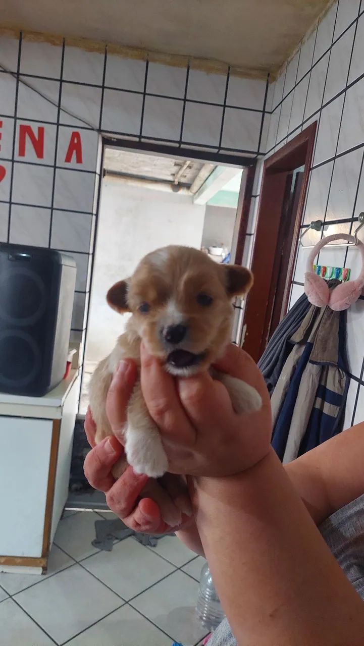 Shitzu cão  - Foto 3