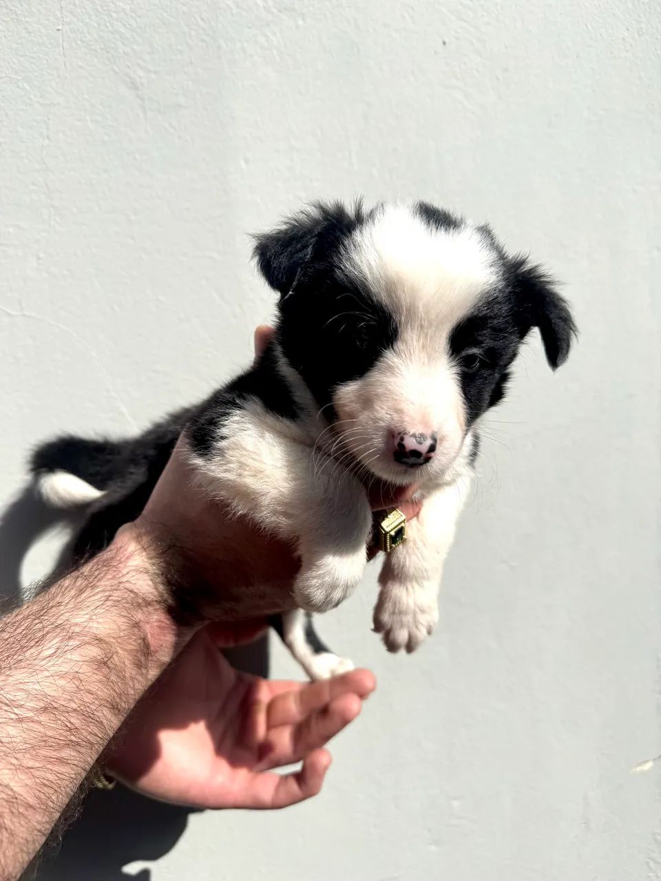 Border Collie - Foto 3