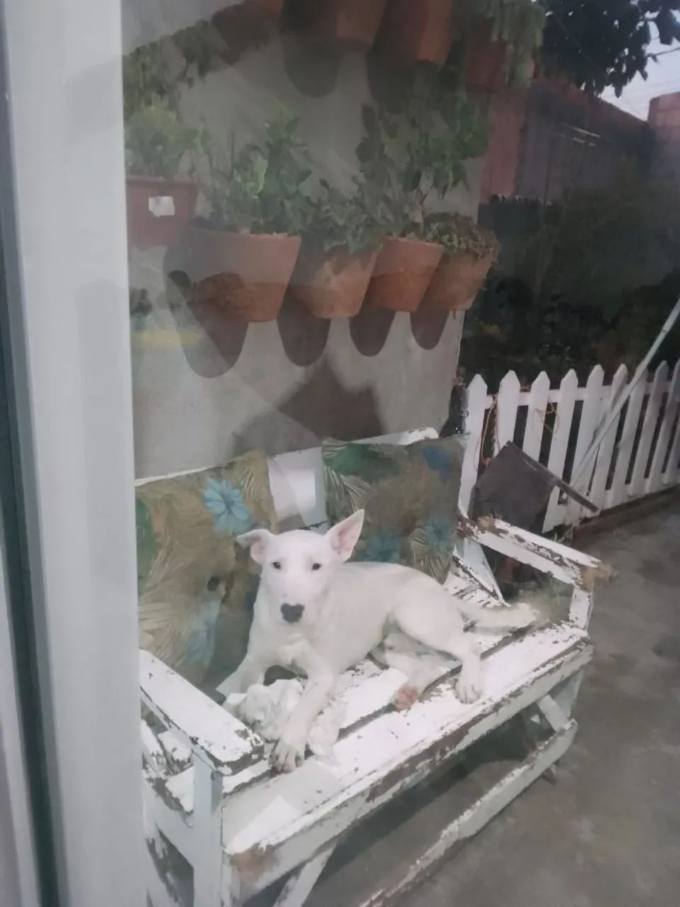 Bull terrier doacao 