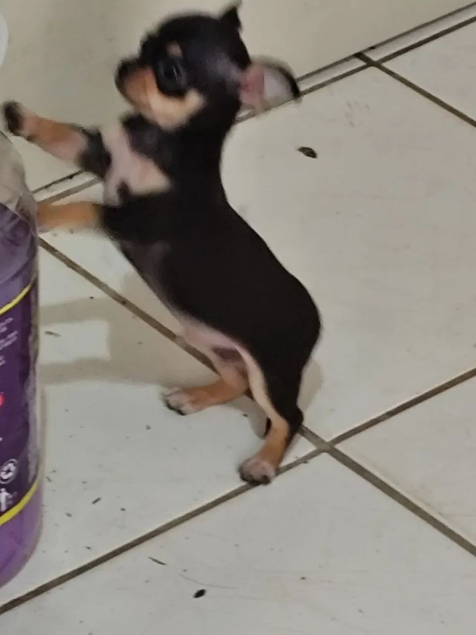 Animais de estimação  - Foto 4
