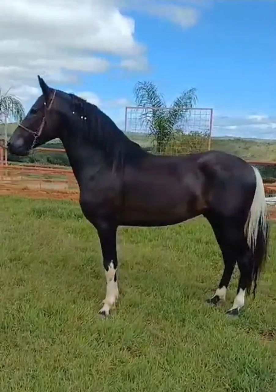 Mangalarga Marchador  - Foto 2