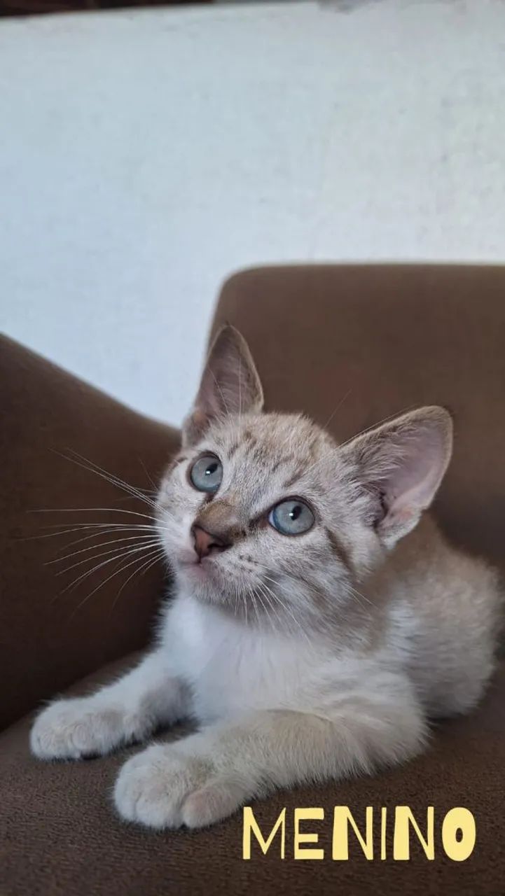 GATOS PARA ADOÇÃO  - Foto 3