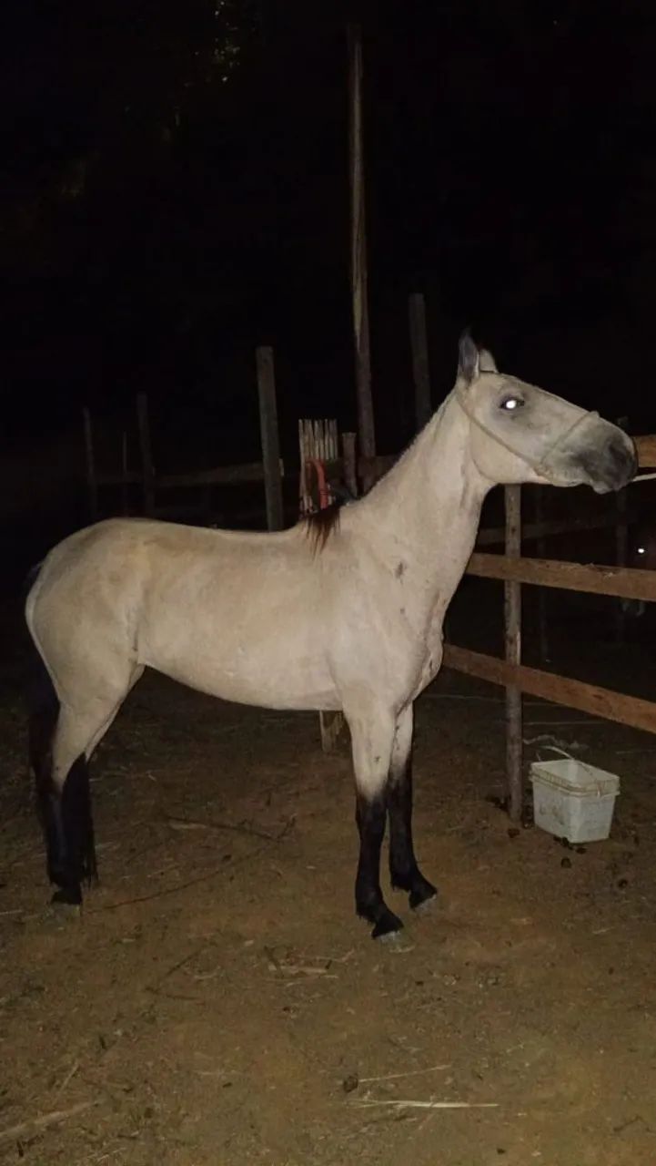 Cavalo  - Foto 2