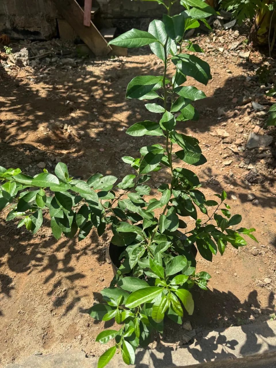 Pé de limoeiro comum  - Foto 2