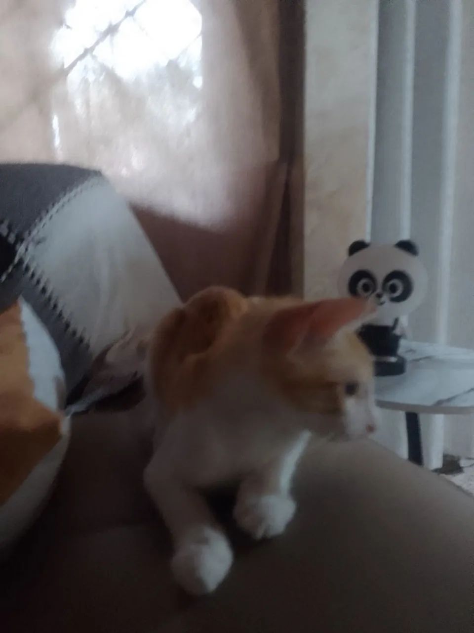 Gato Macho Amarelo e branco. - Foto 4