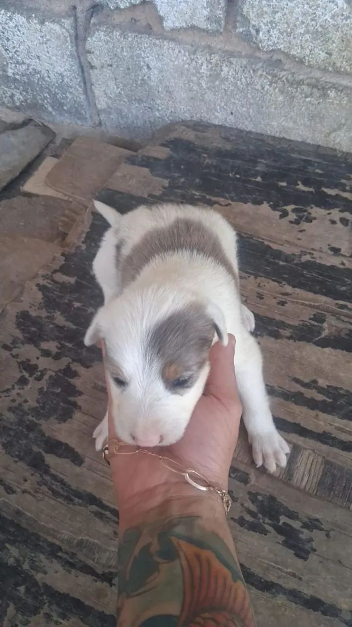 Cachorros boder cole 