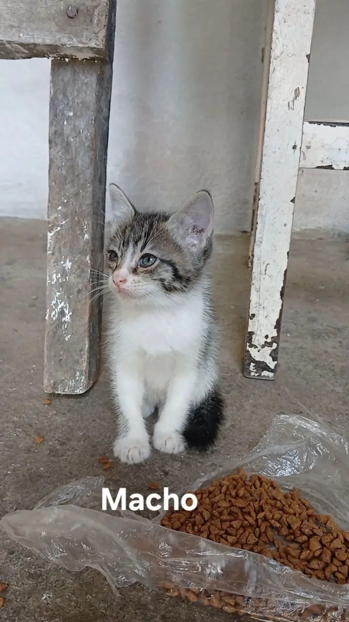 2 Filhotes de Gato Macho - Foto 2