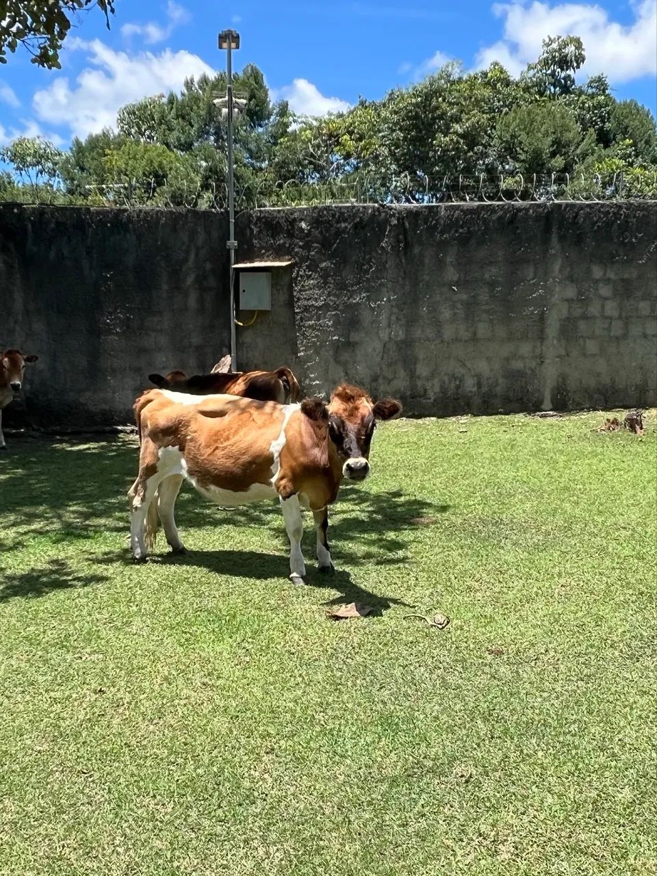 Mini vacas Jersey - Foto 3