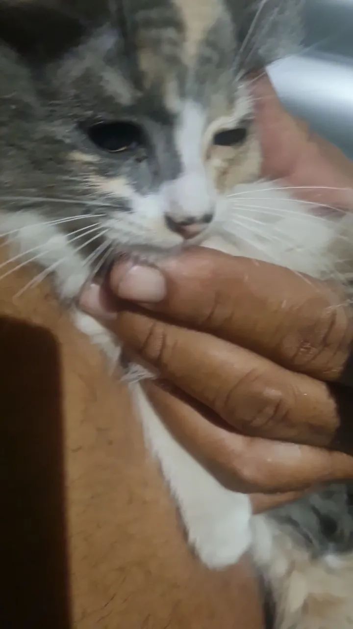Gatinha prá doação  - Foto 3
