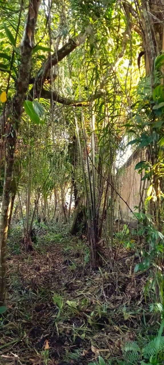 Foto - Itanhaém - 