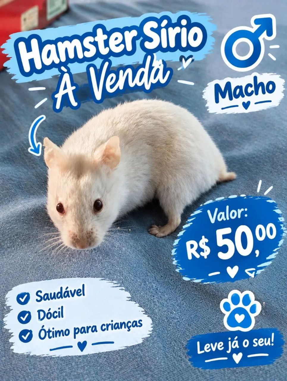 Hamster sírio  - Foto 2