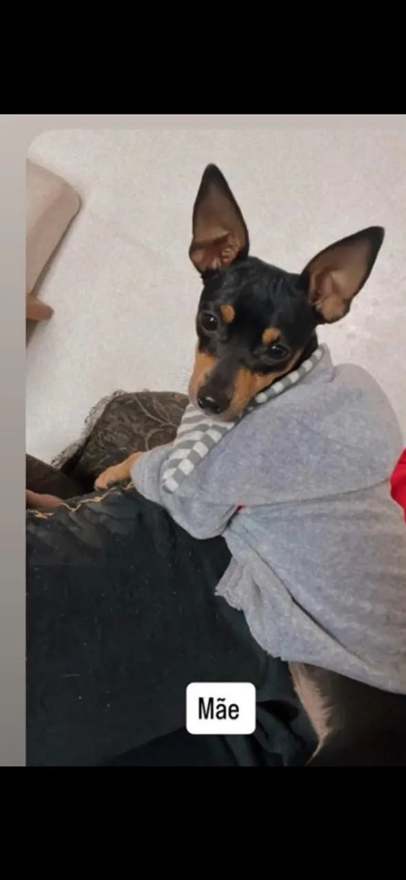 Pinscher macho  - Foto 3