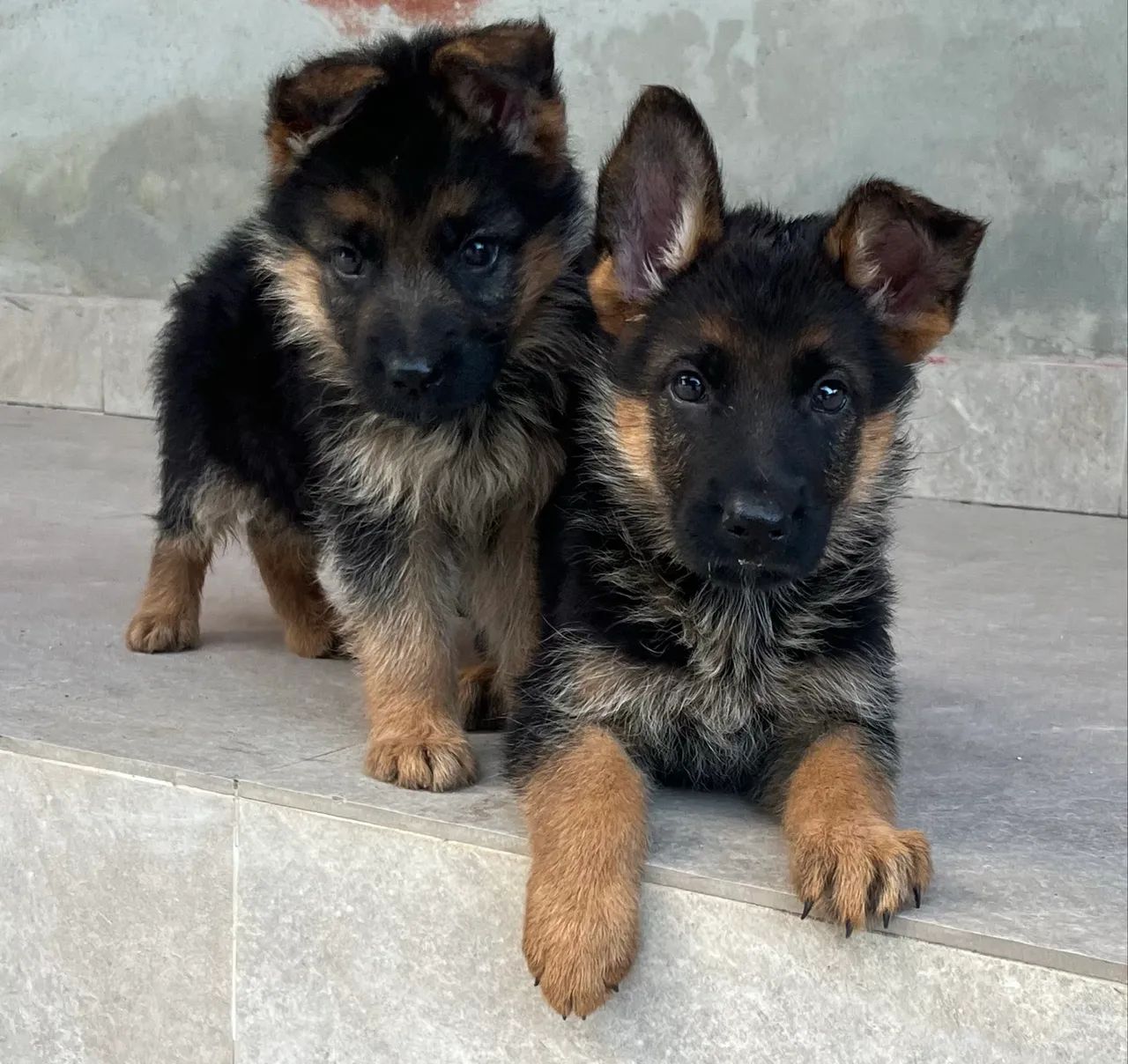 Lindos filhotes de Pastor Alemão Capa Preta