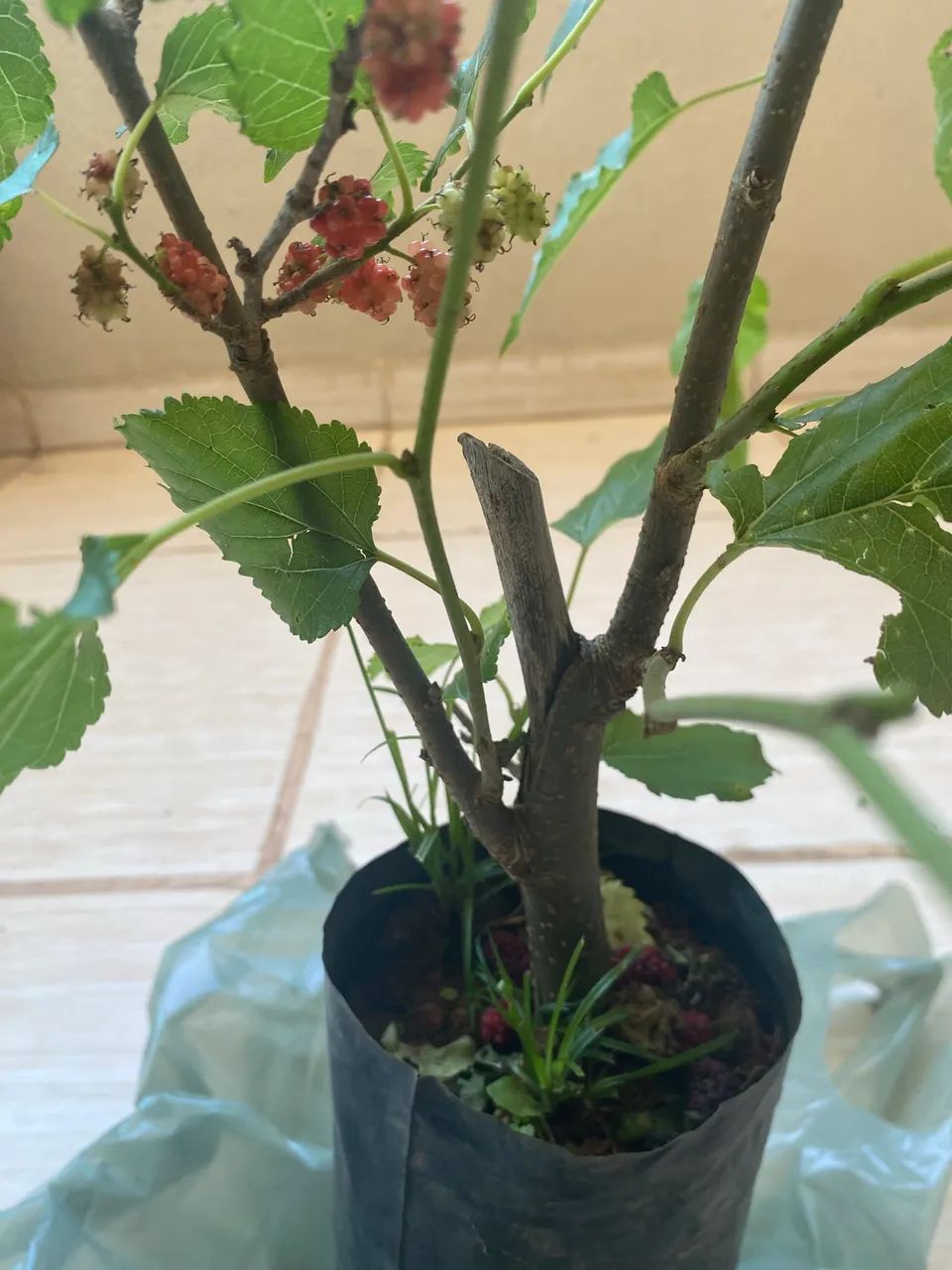 MUDA DE AMORA FRUTIFICANDO - Foto 3
