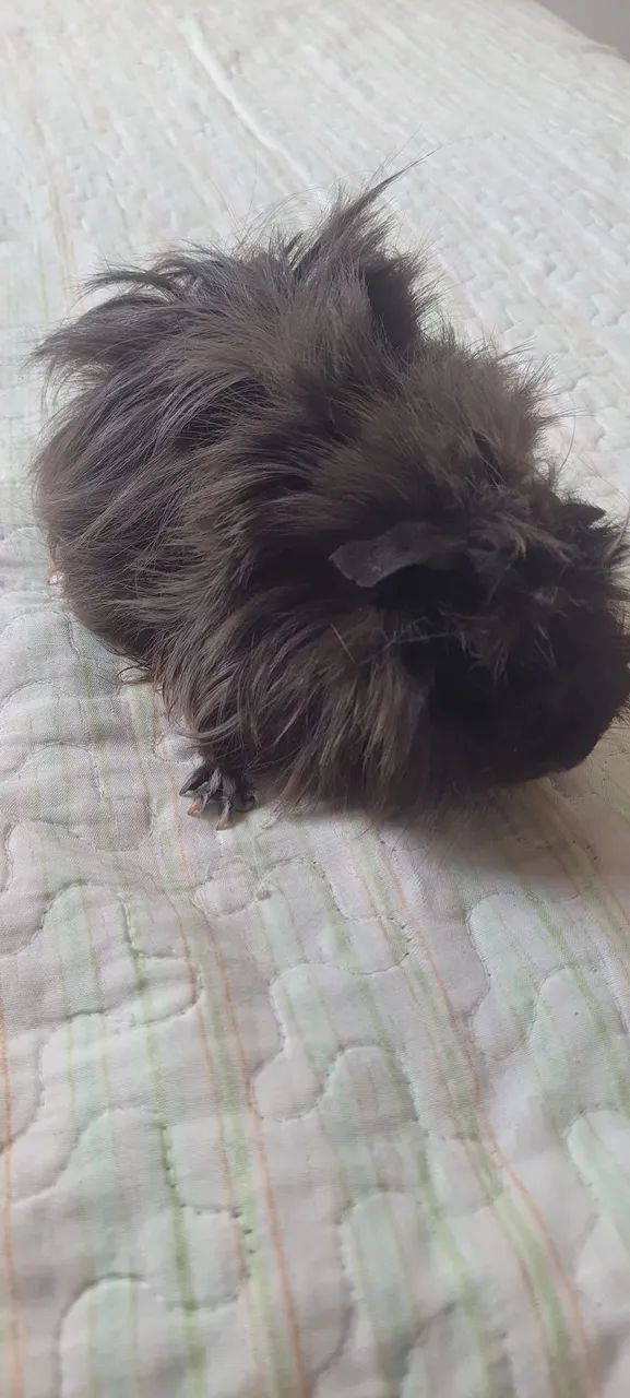 Porquinho da Índia  - Foto 2