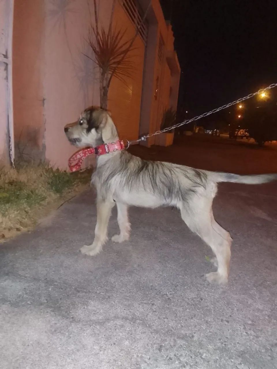 cachorro a doação ? - Foto 2