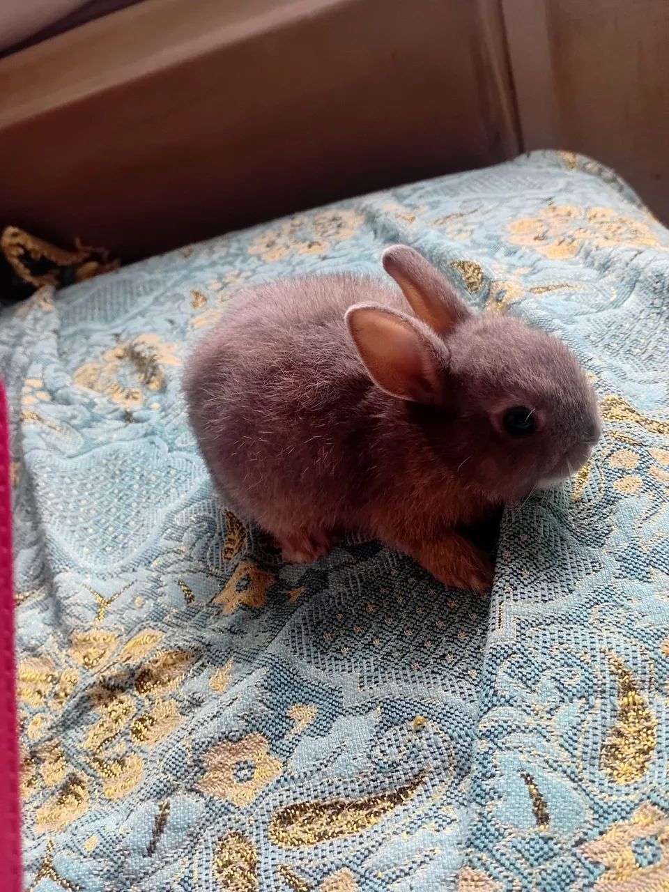 Mini coelho  - Foto 3