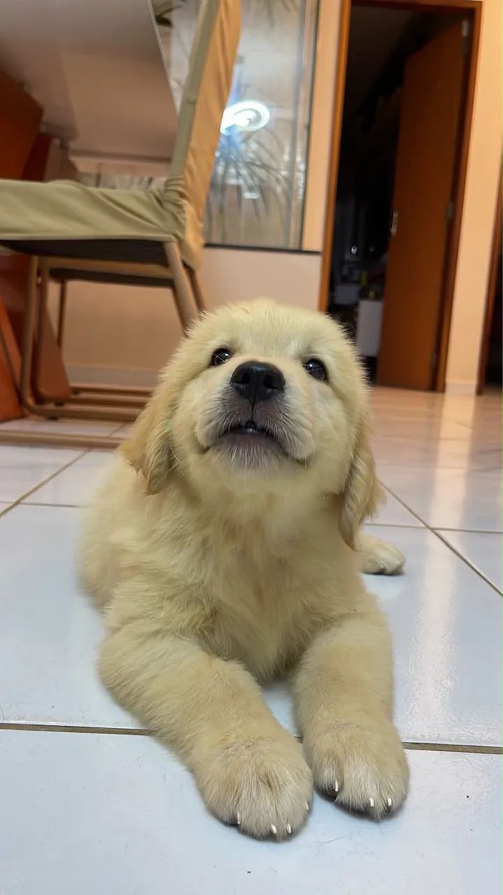 Golden Retriever  - Foto 4