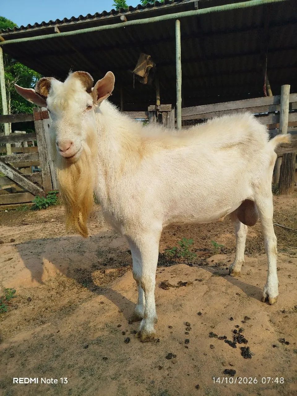 Cabras leiteiras  - Foto 4