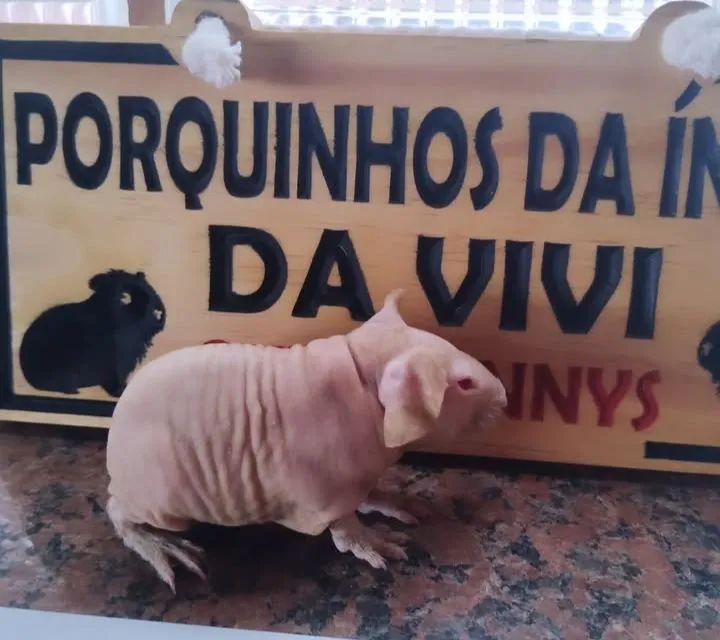 Porquinho Skinny Macho Filhote