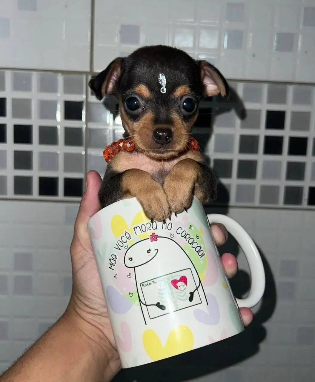 Pinscher-Apenas machos!!!