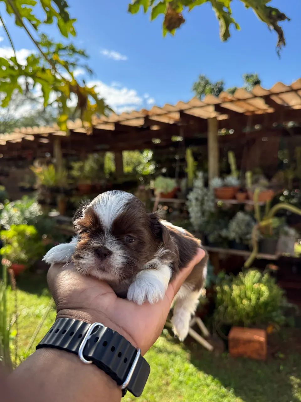 Shih Tzu mini chocolate com branco  - Foto 3