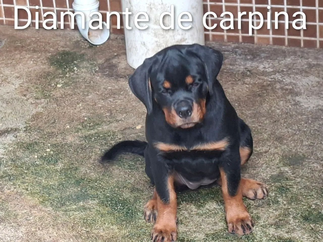 rottweiler  - Foto 2
