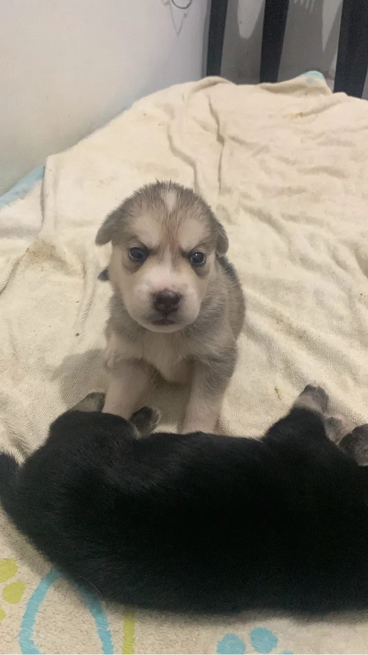 Husky siberiano  - Foto 5