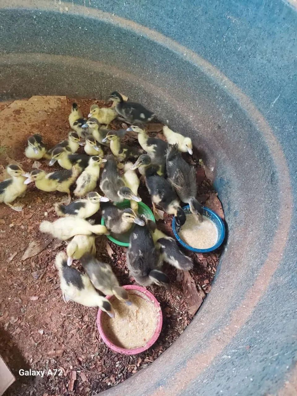 Patos e marrecos de varias idades  - Foto 3
