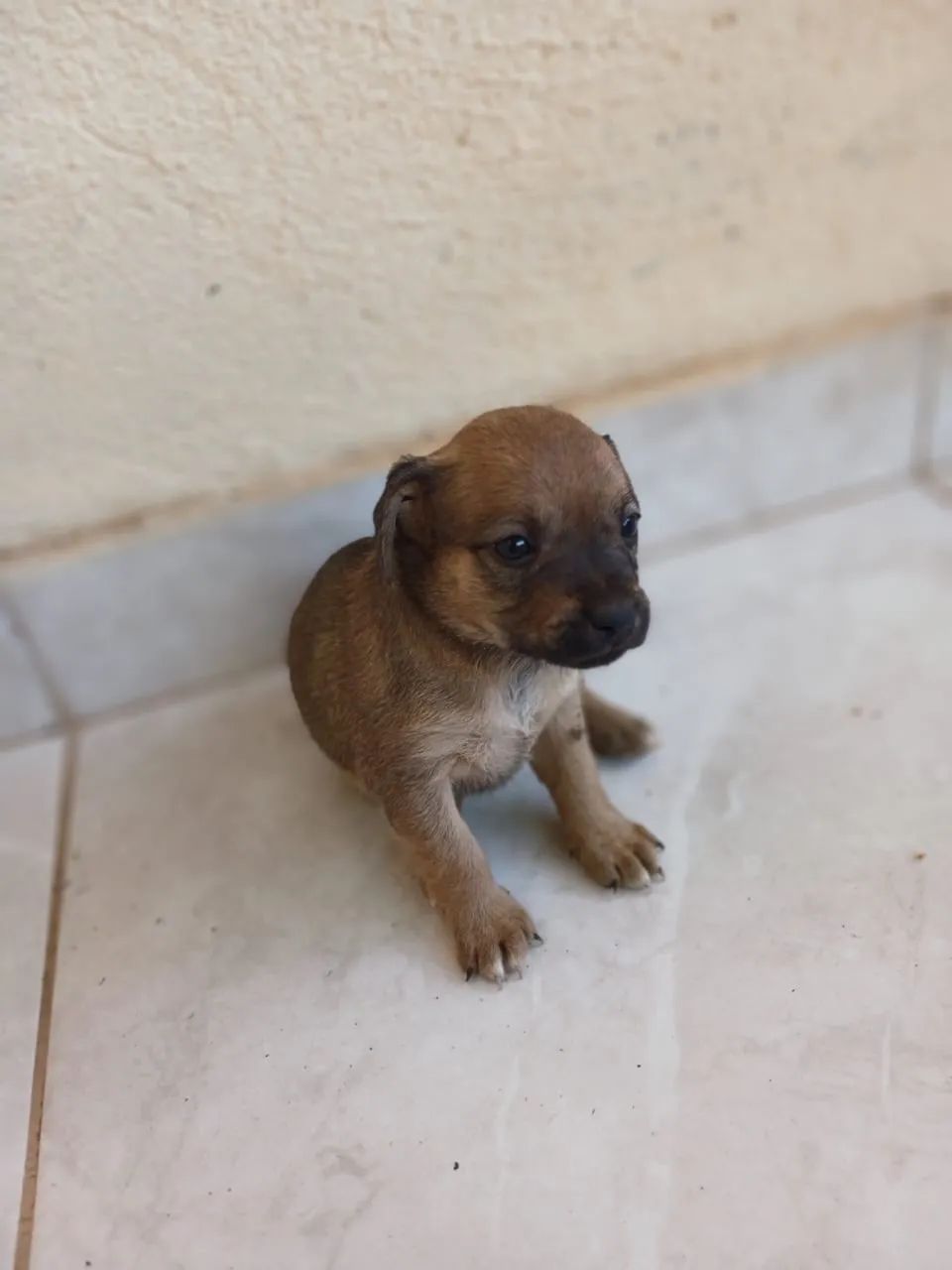Doação de cachorrinha  - Foto 3