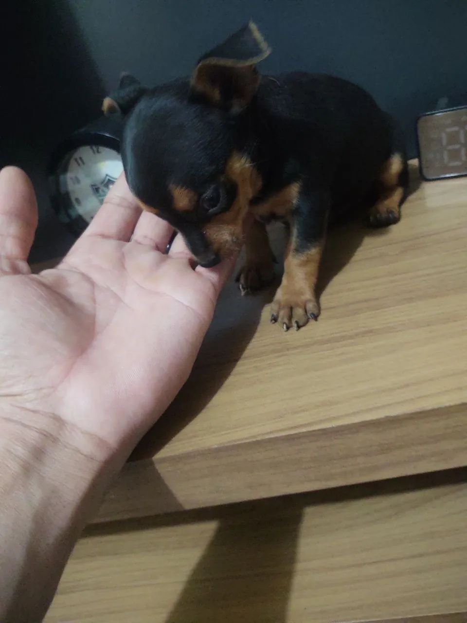 Pinscher macho 