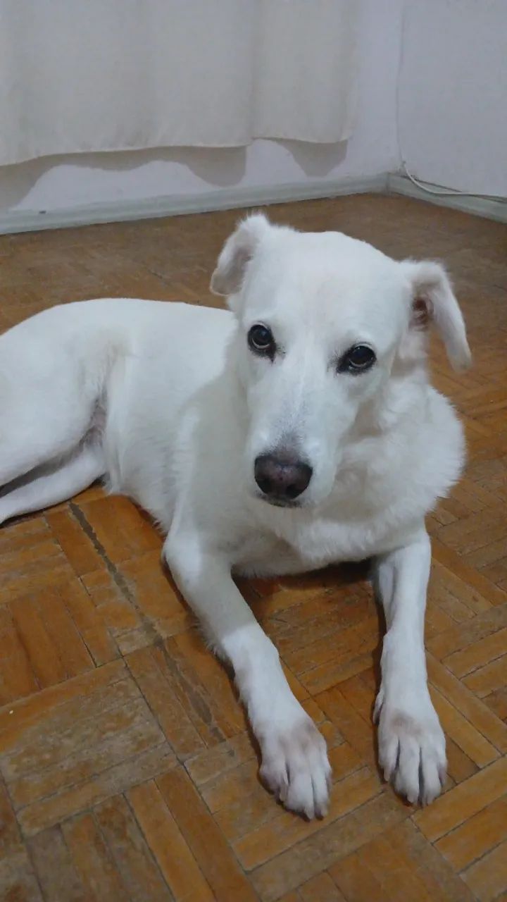 Doação  - Foto 4