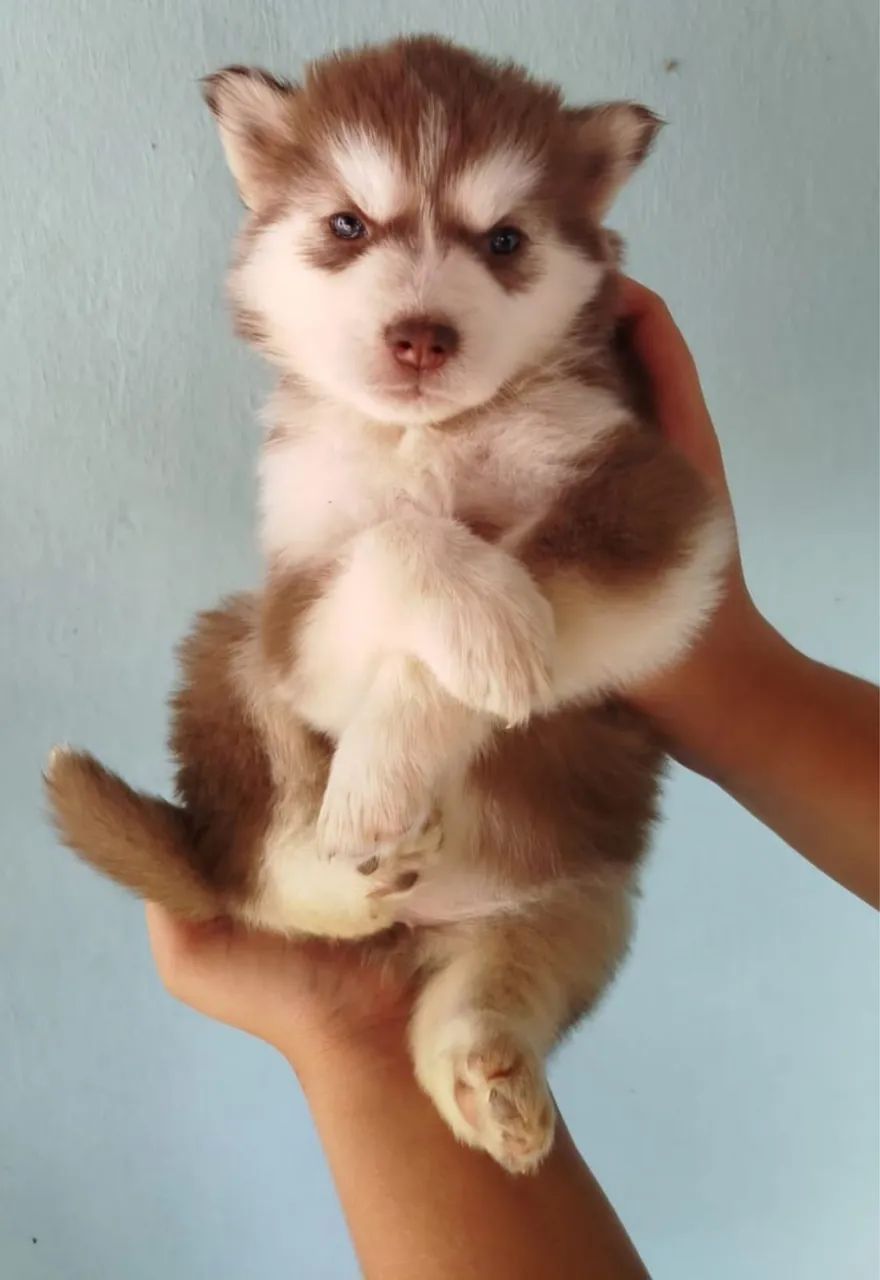 Husky fêmeas  - Foto 4