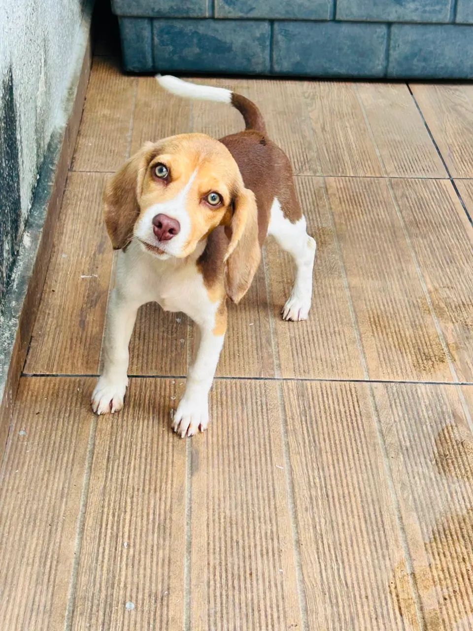 ÚLTIMA MINI BEAGLE 13P - Foto 2