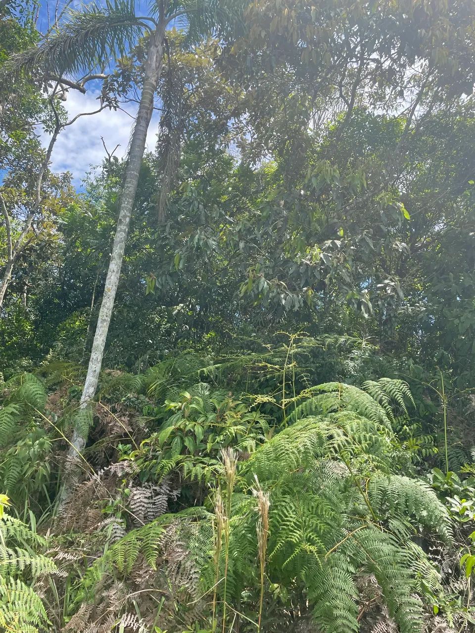 Foto - São Paulo - Cidade Dutra