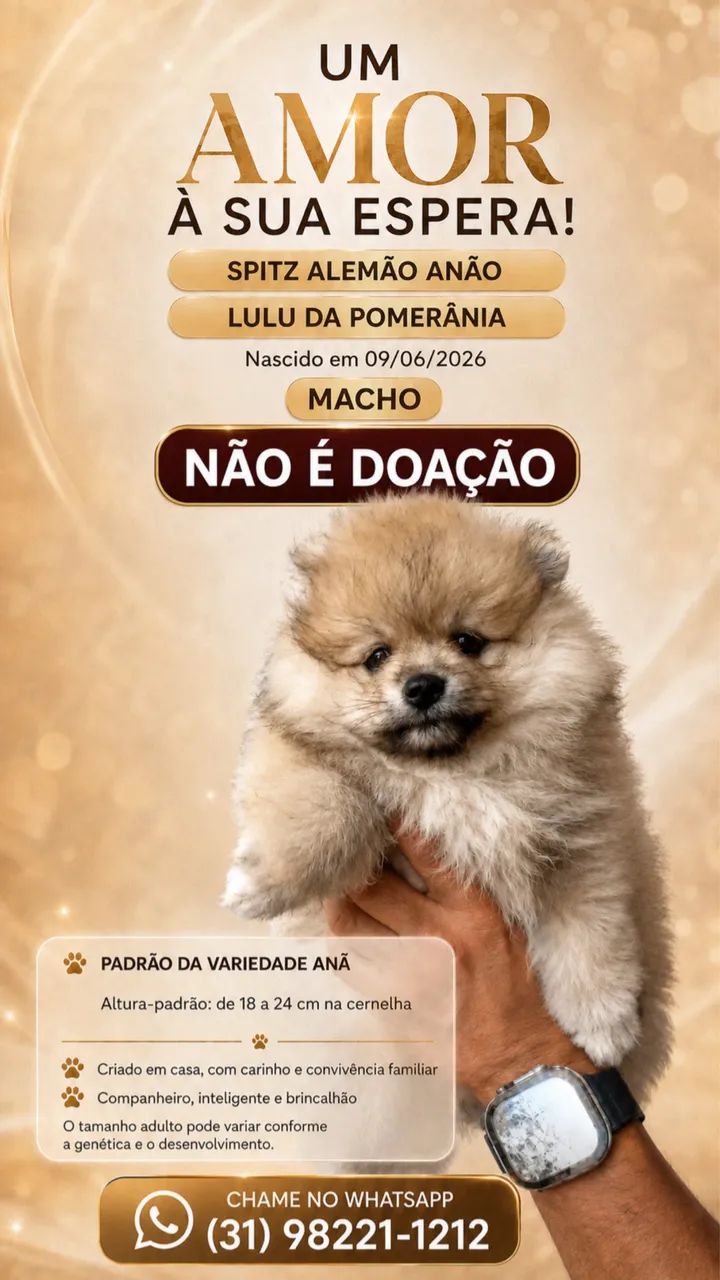 Spitz alemão 