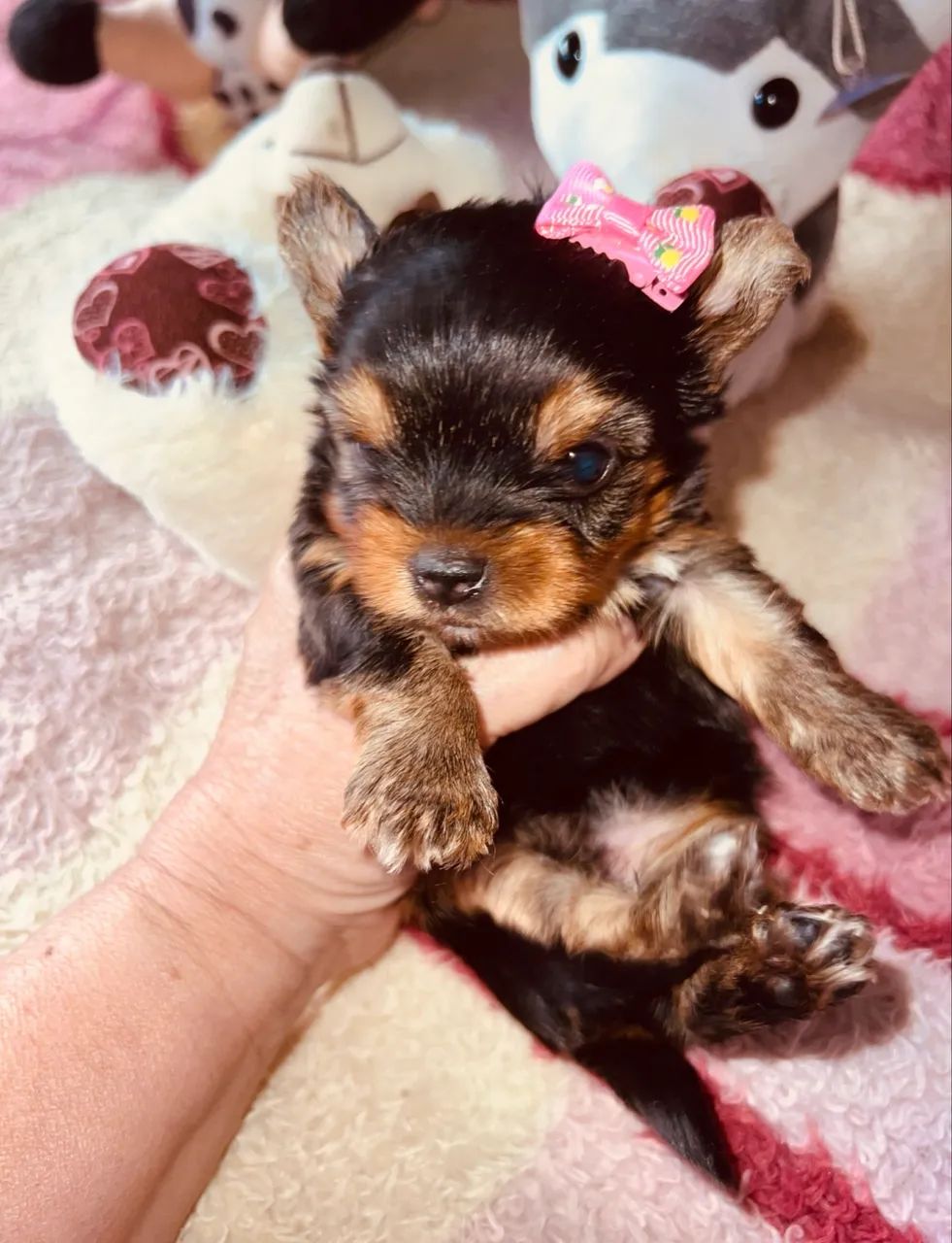 Yorkshire terrier  - Foto 4