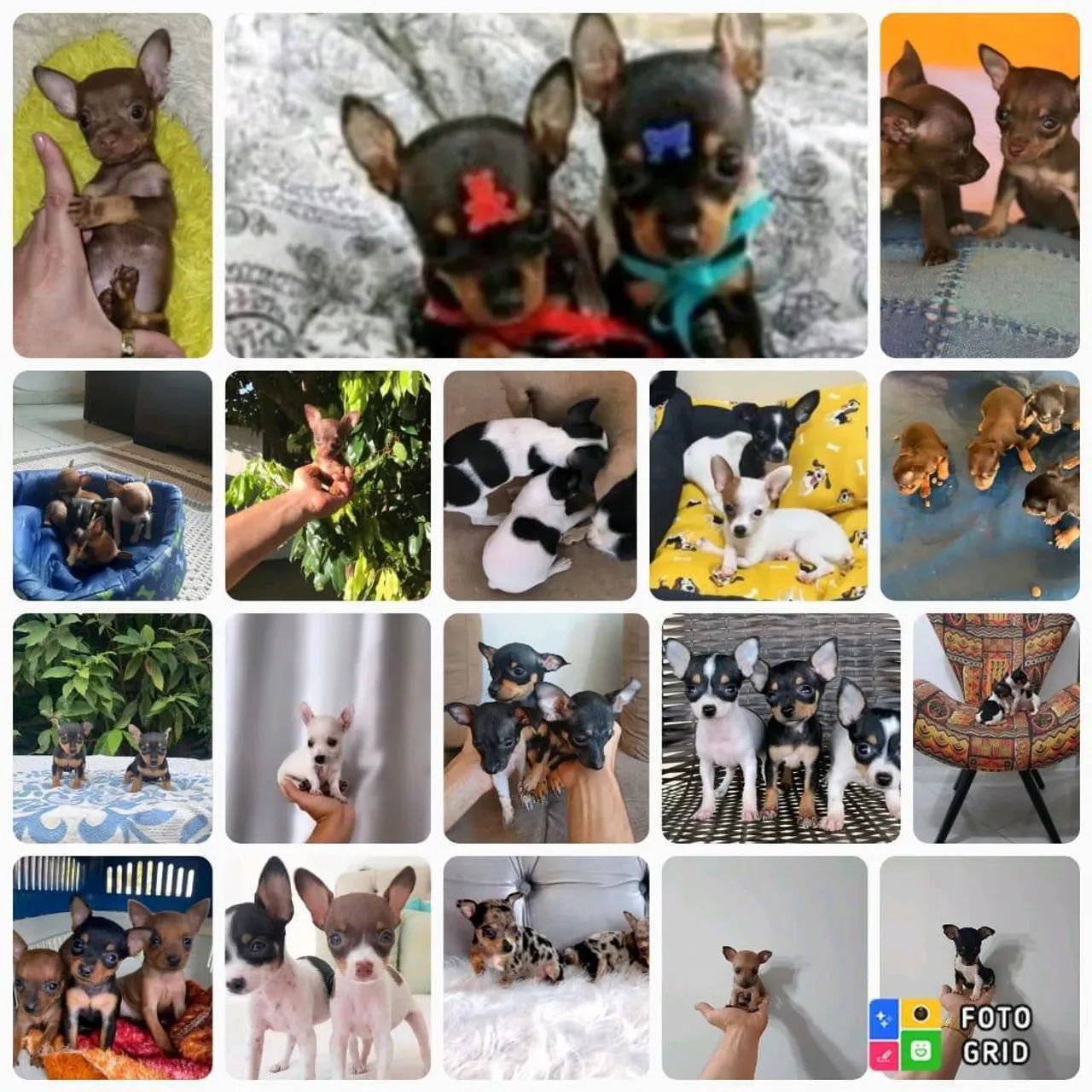 Vendo Filhotes Pinscher Zero  - Foto 2