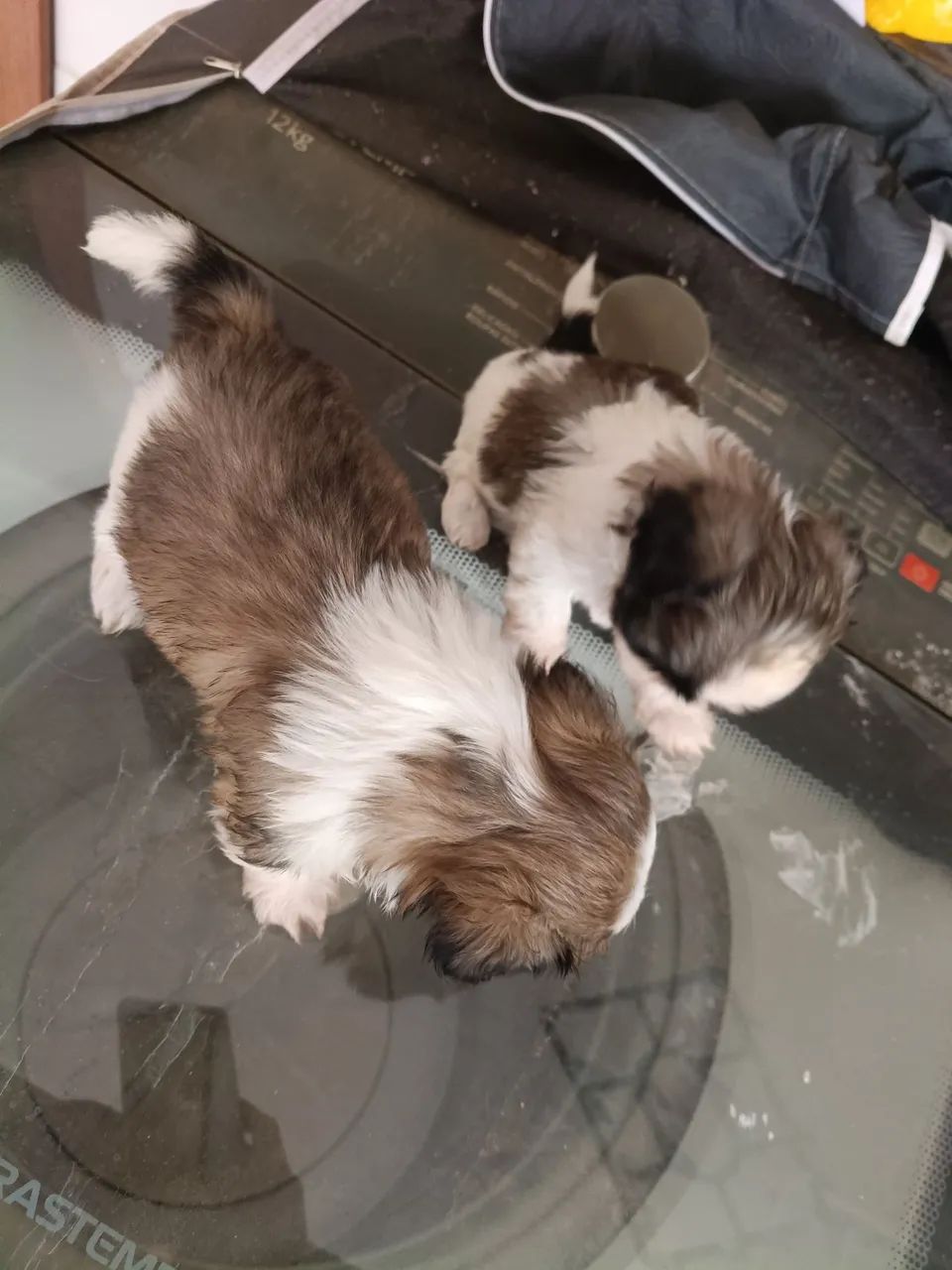 Shih Tzu mini